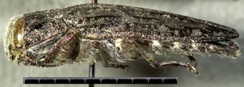 Media type: image;   Entomology 24442 Aspect: habitus lateral view